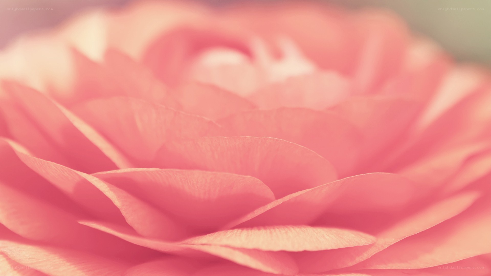 soft pink flower petals