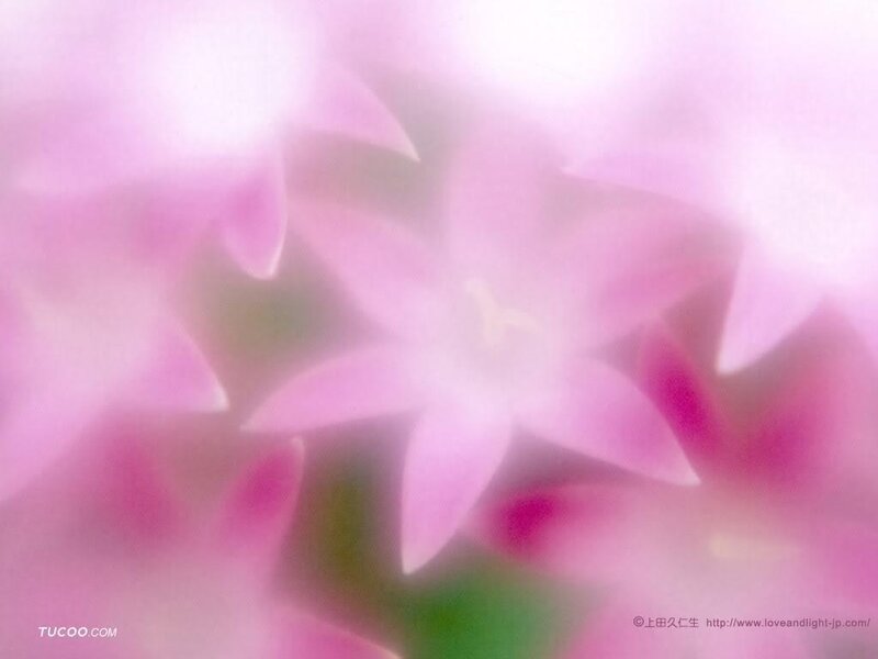 Soft pink flower petals