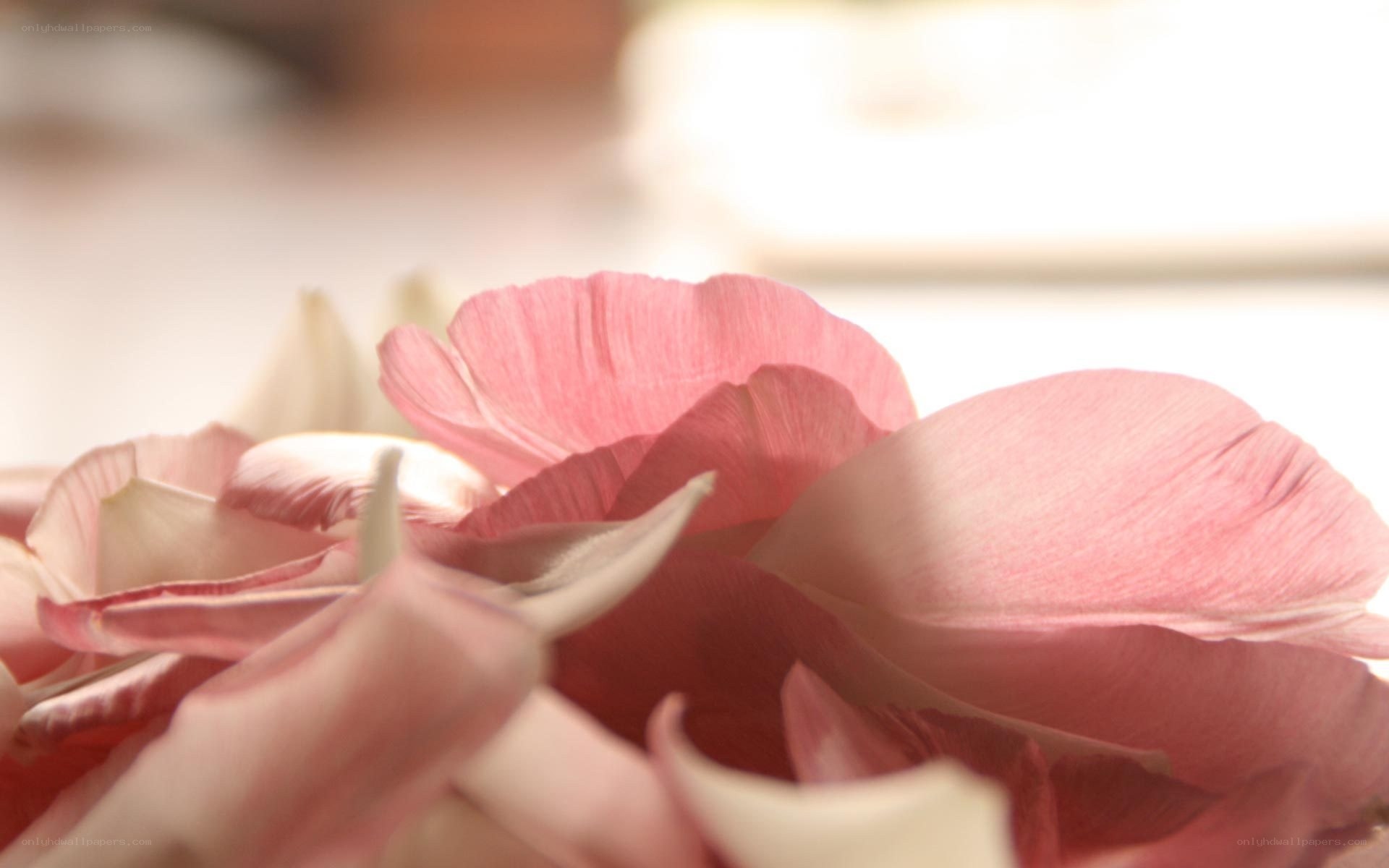 soft pink flower petals