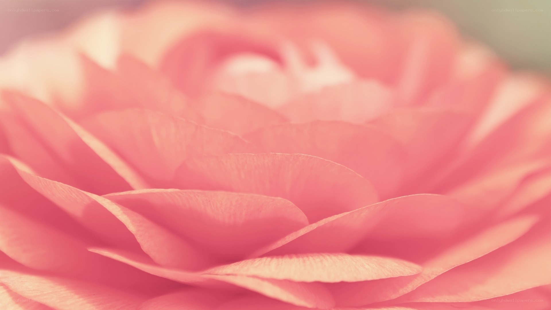 soft pink flower petals