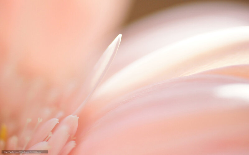 soft pink flower petals