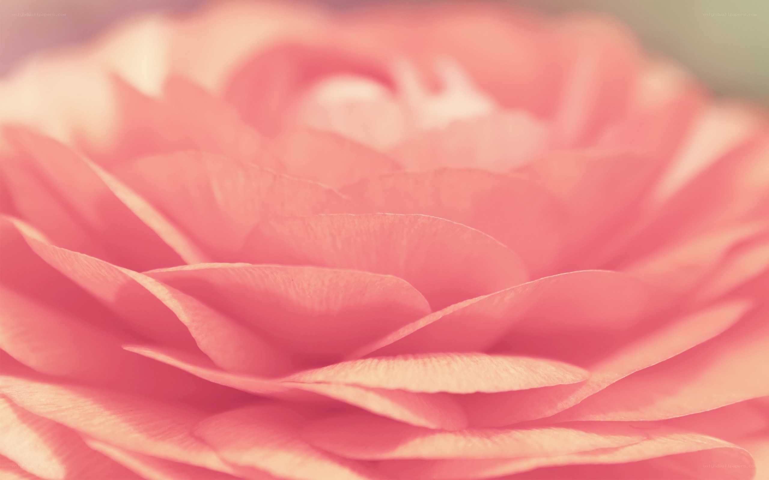soft pink flower petals