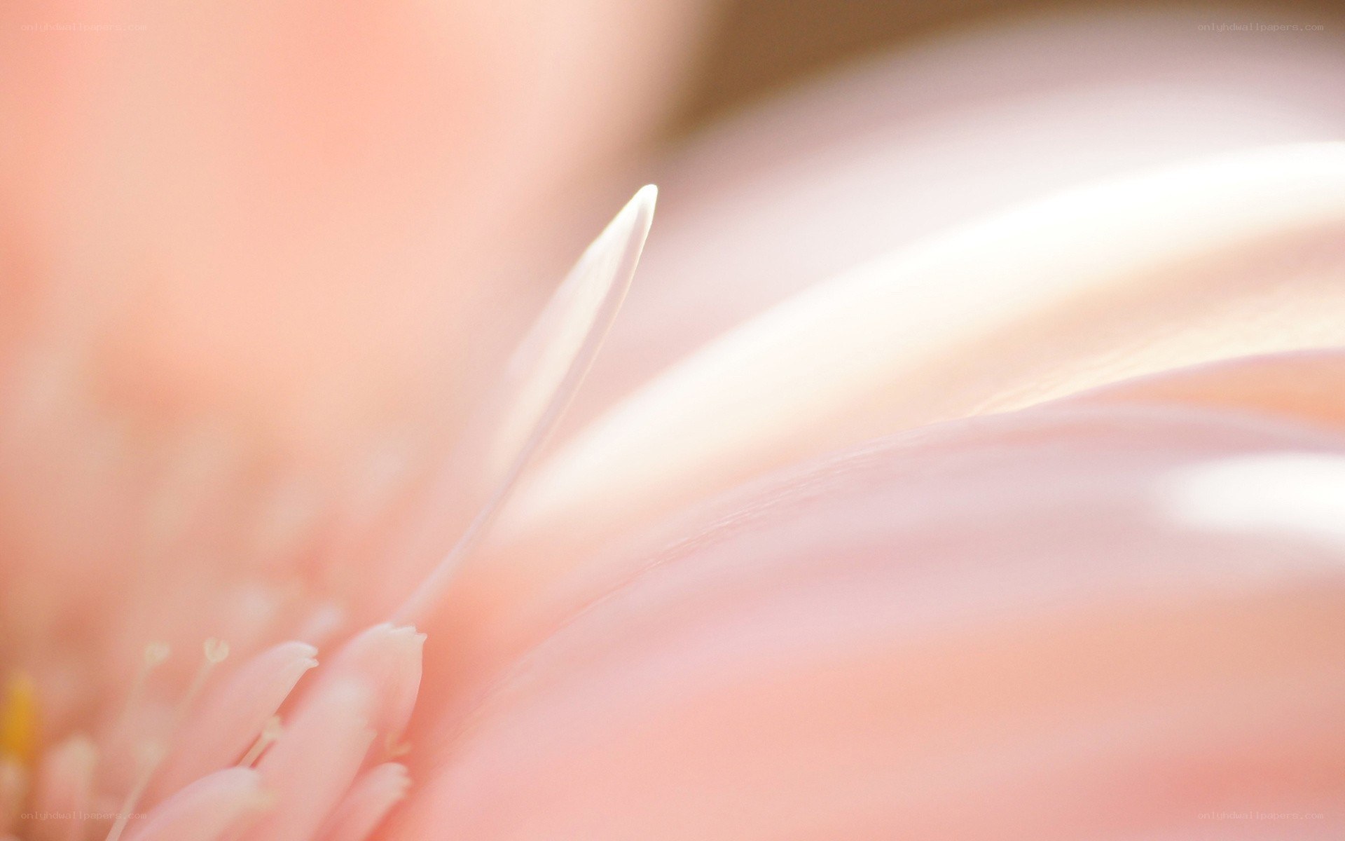 soft pink flower petals
