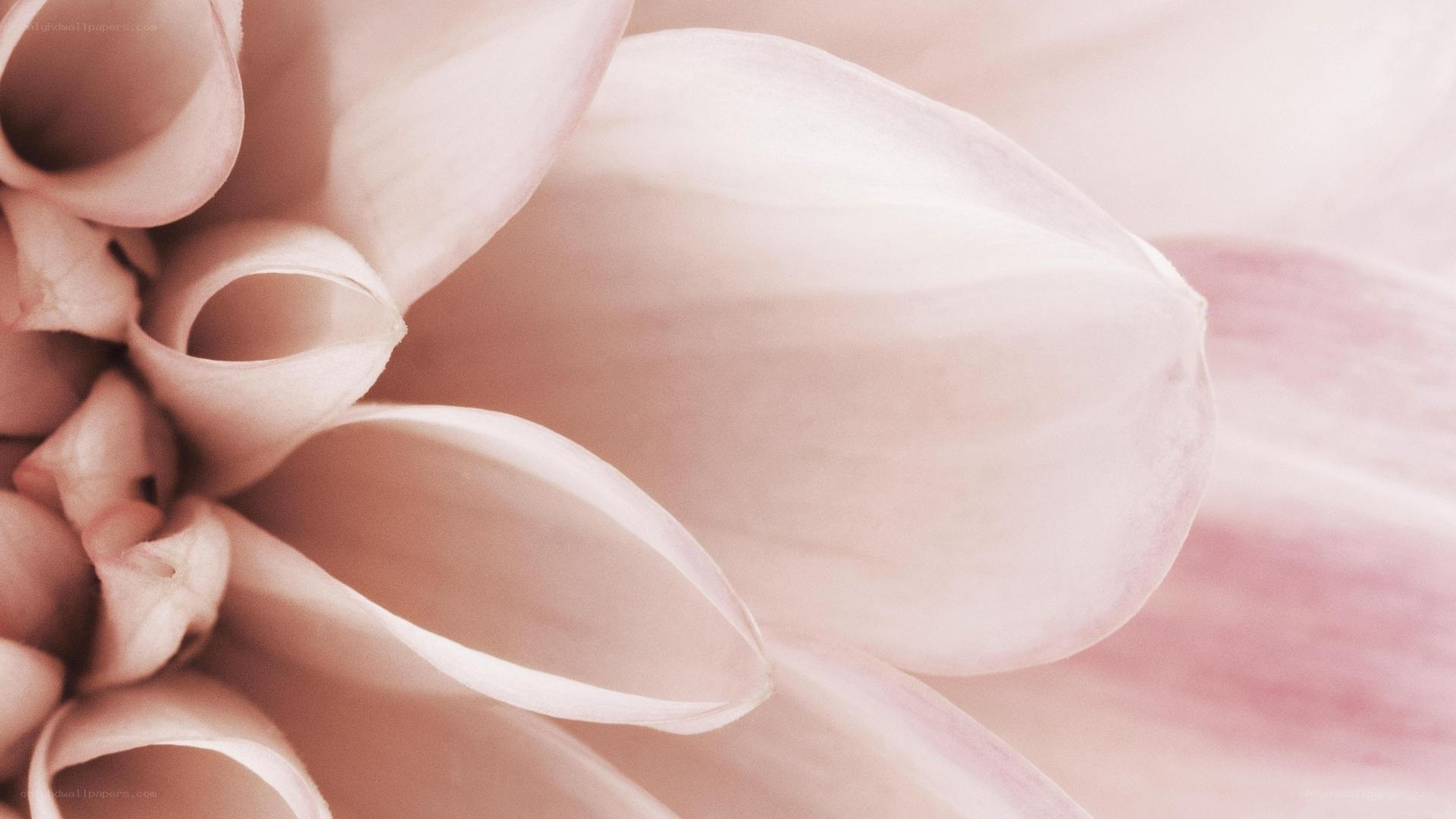 soft pink flower petals