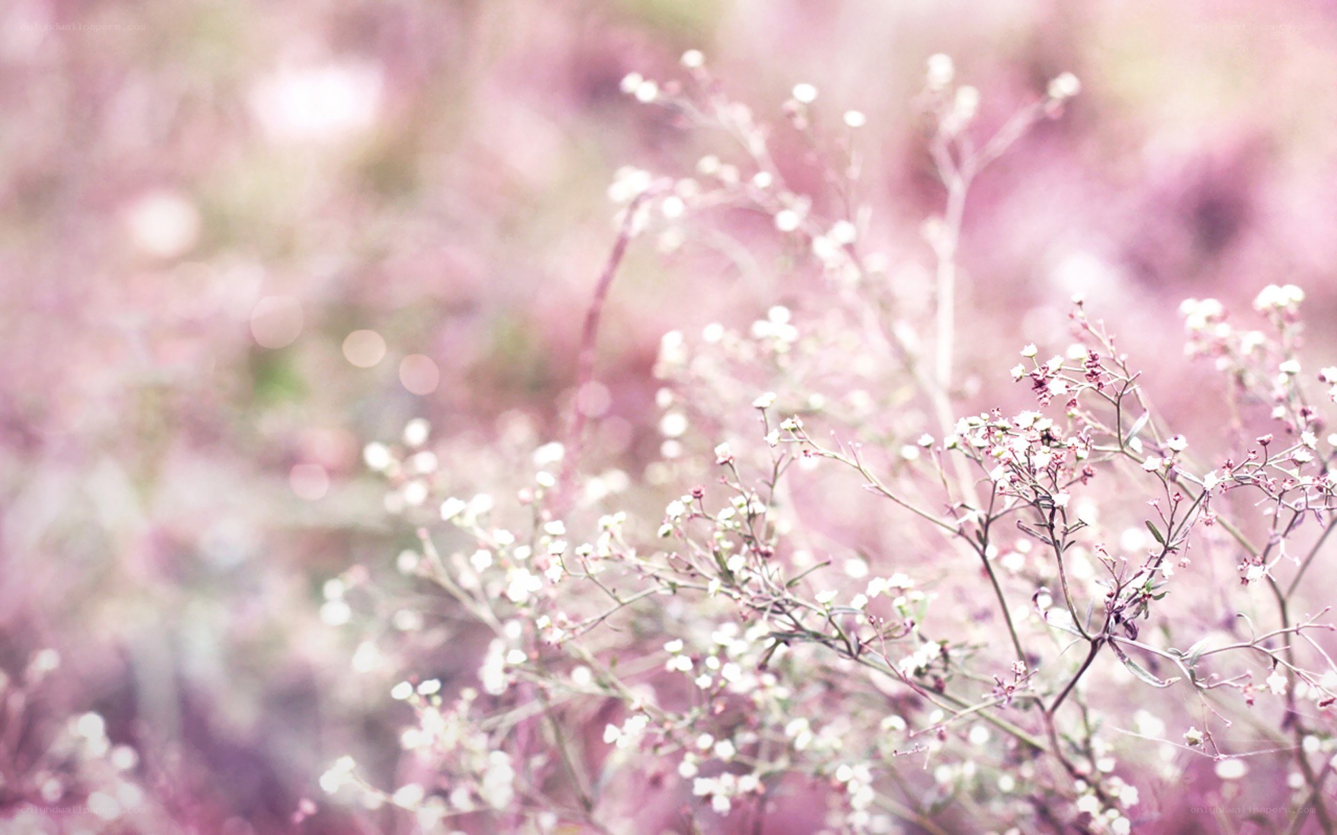 Soft pink flowers in a field