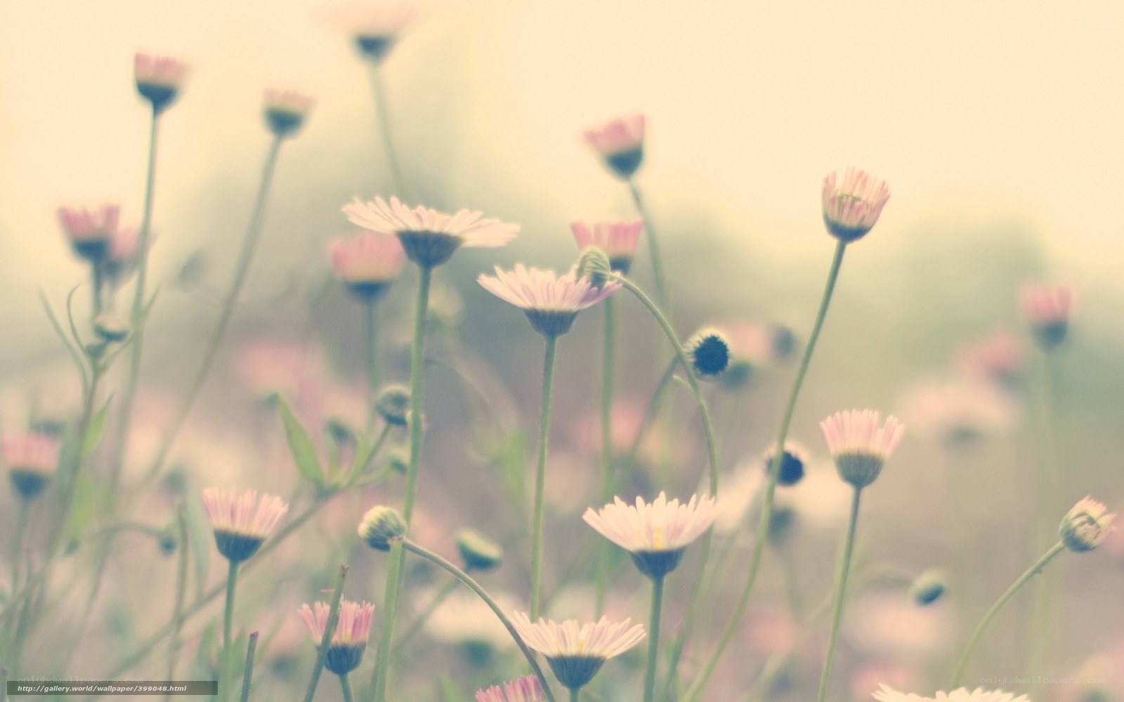 Soft pink flowers in a field