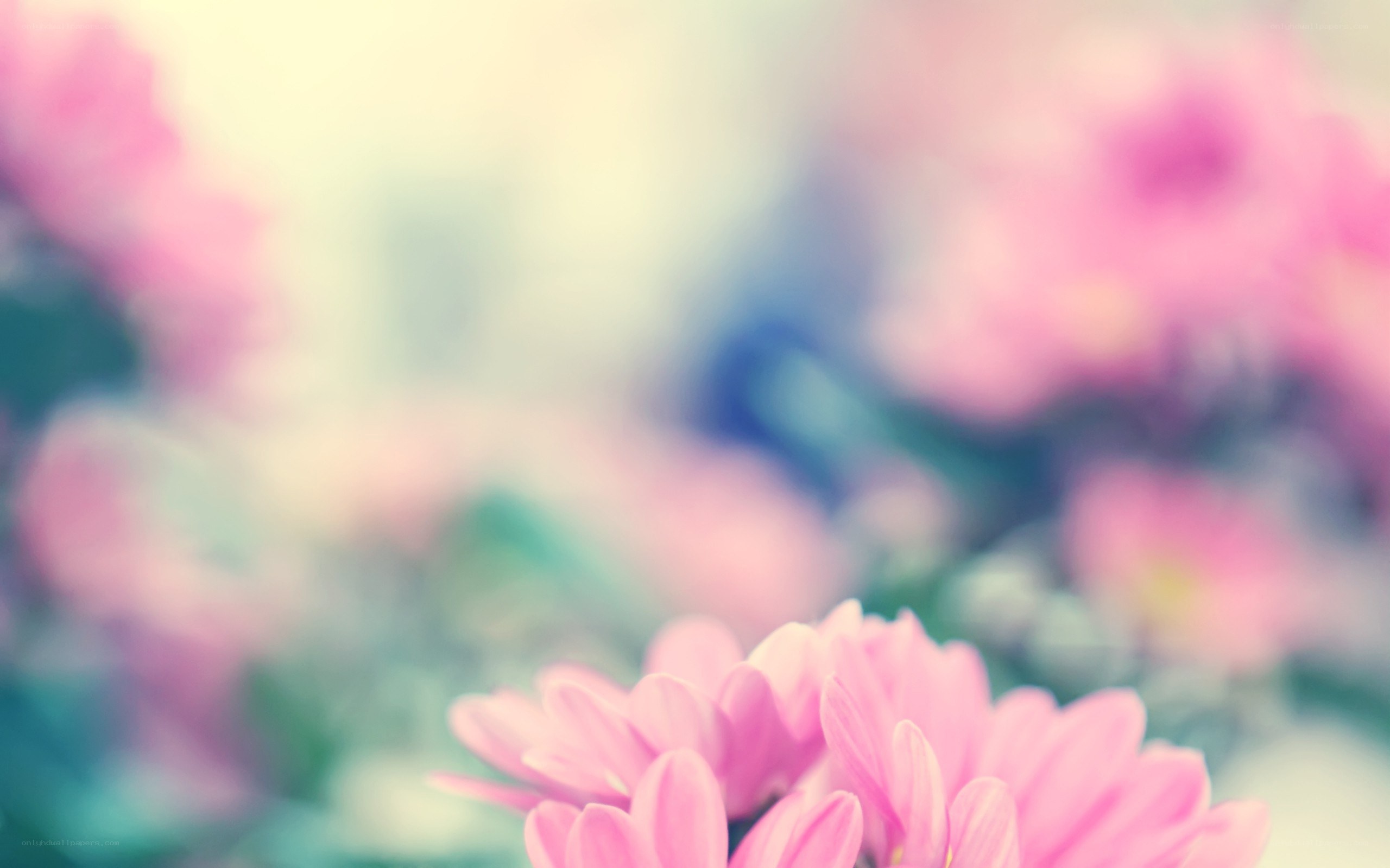 soft pink flowers in focus