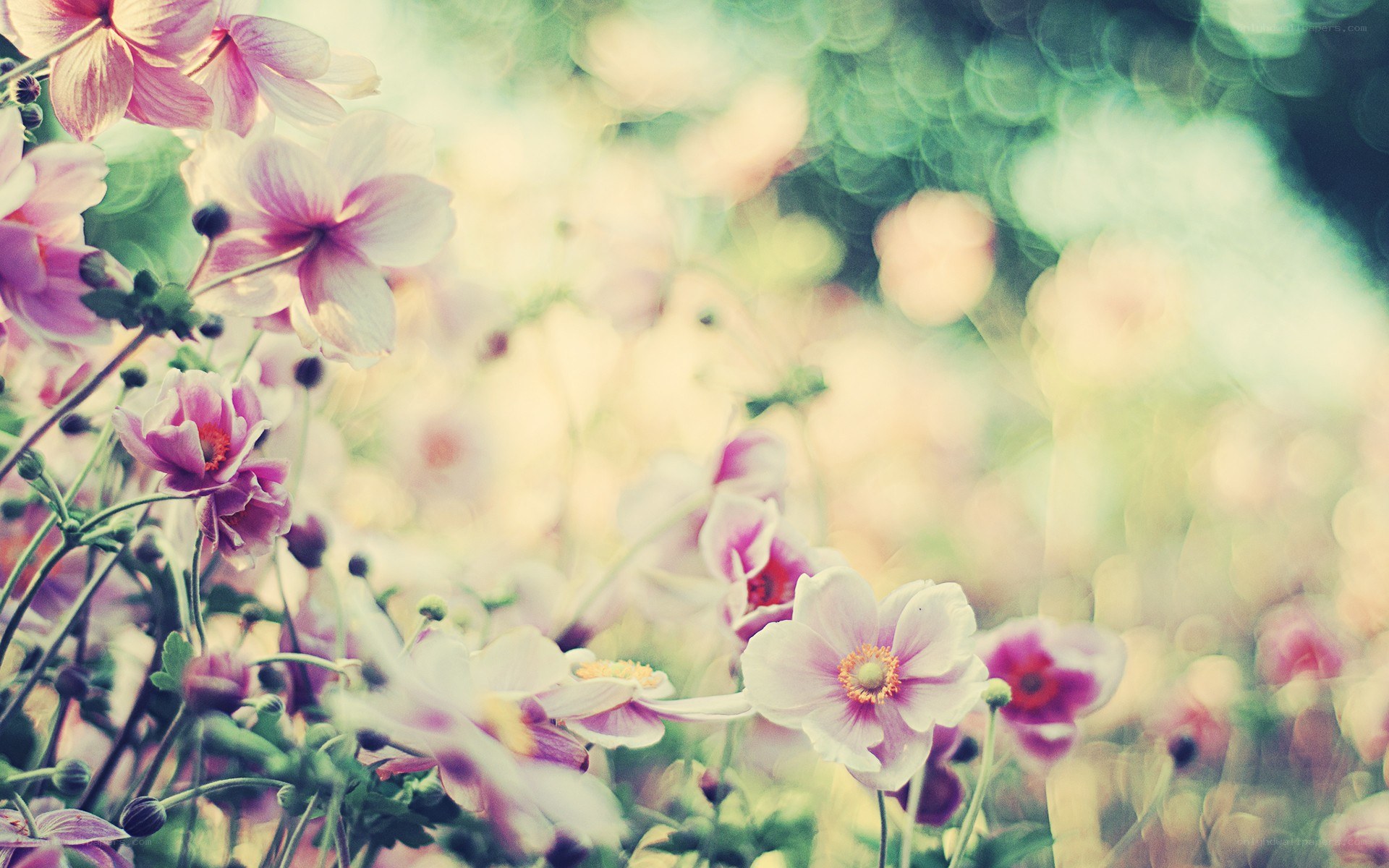 soft pink flowers in garden