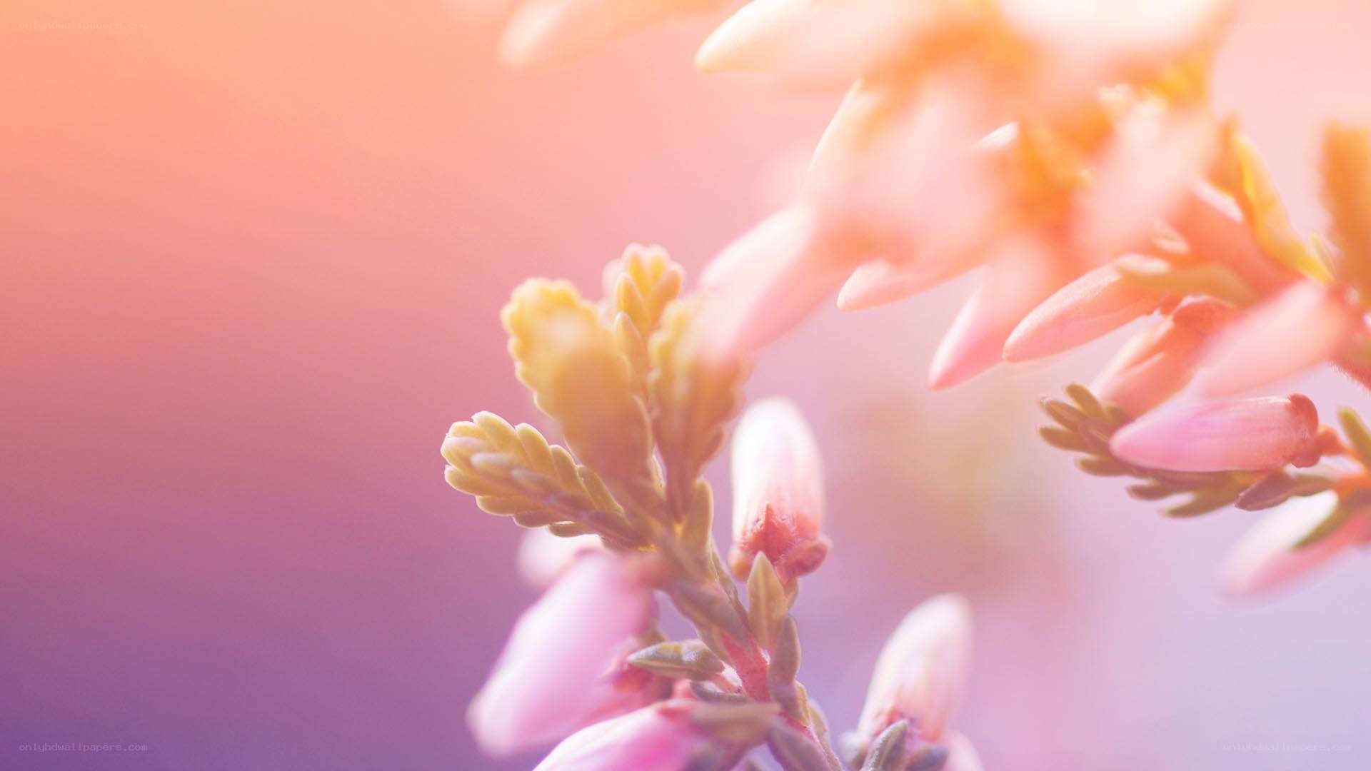 Soft pink flowers in sunlight