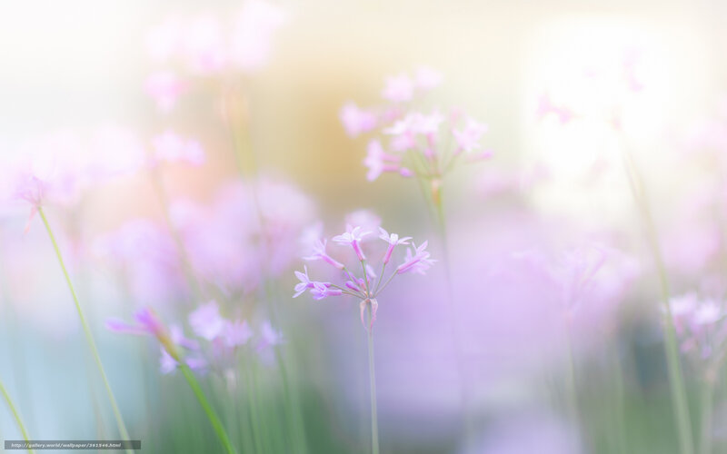 Soft pink flowers in sunlight