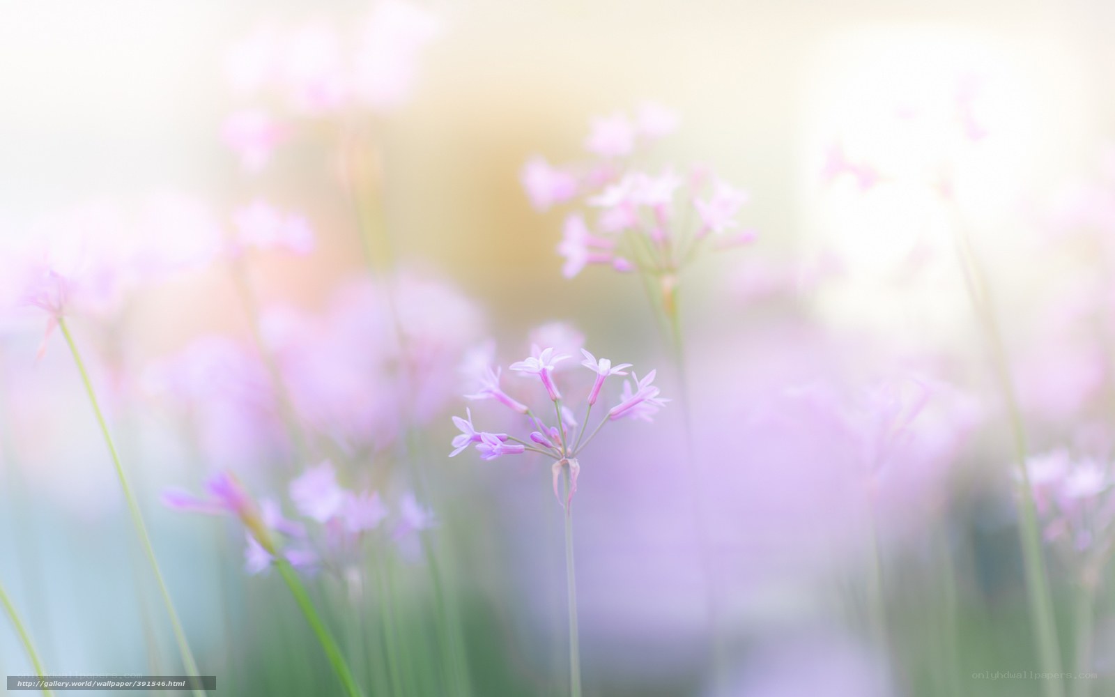 Soft pink flowers in sunlight