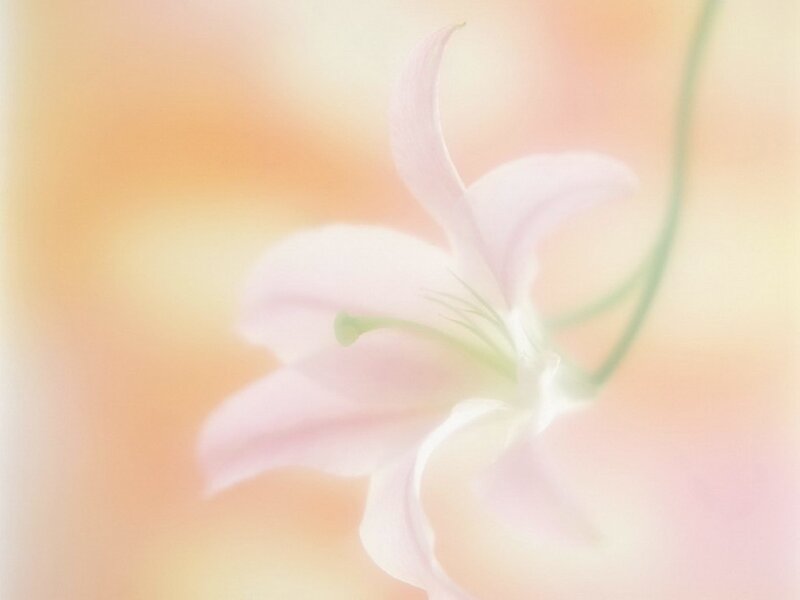 soft pink lily flower