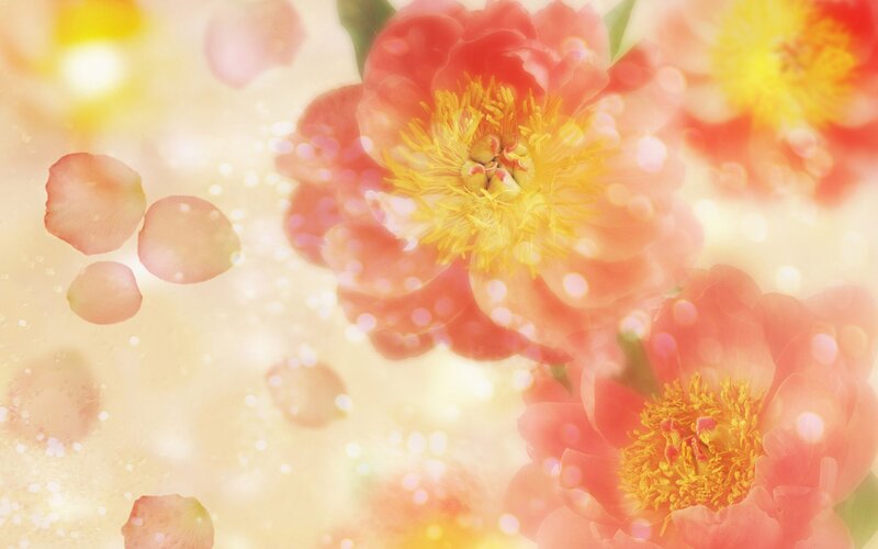 soft pink peonies in sunlight