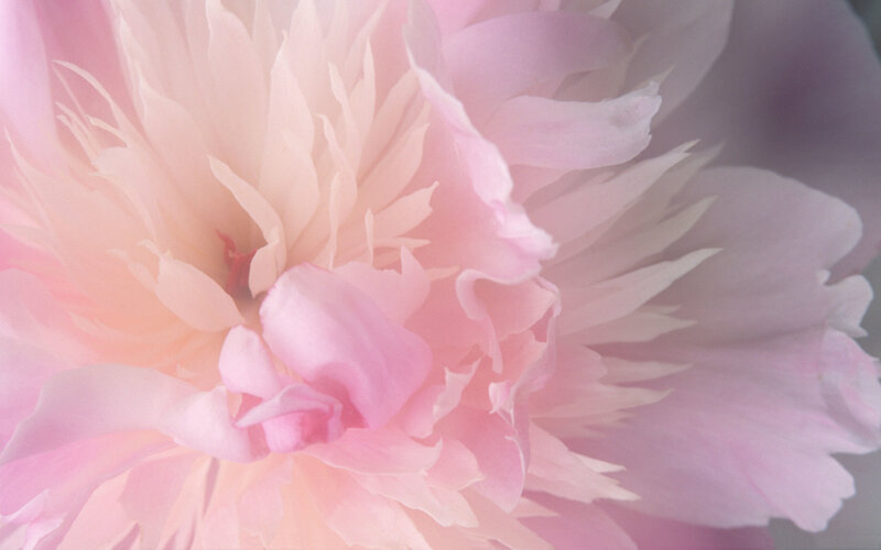 soft pink peony bloom