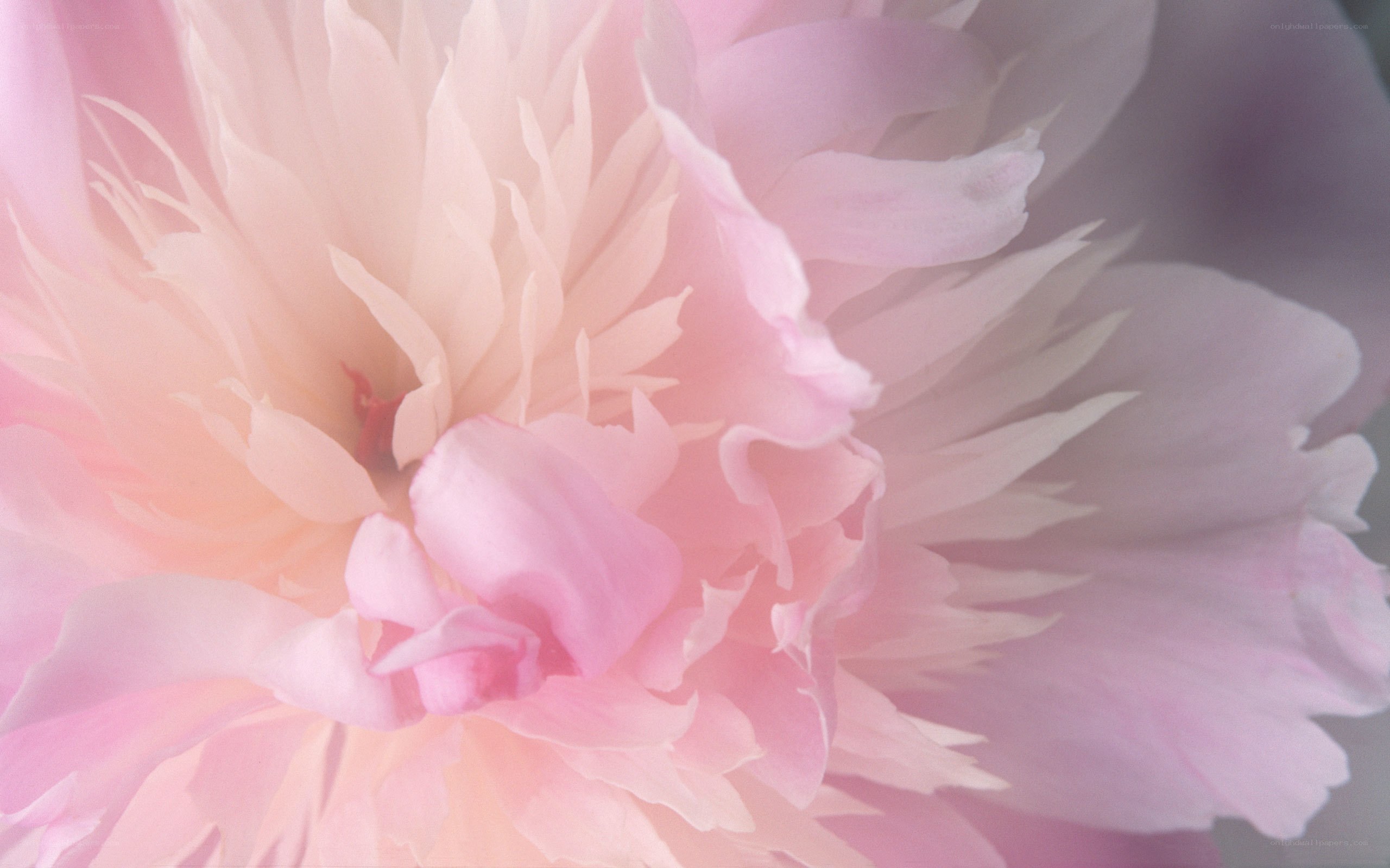 soft pink peony bloom