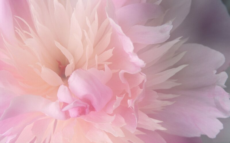 soft pink peony close-up