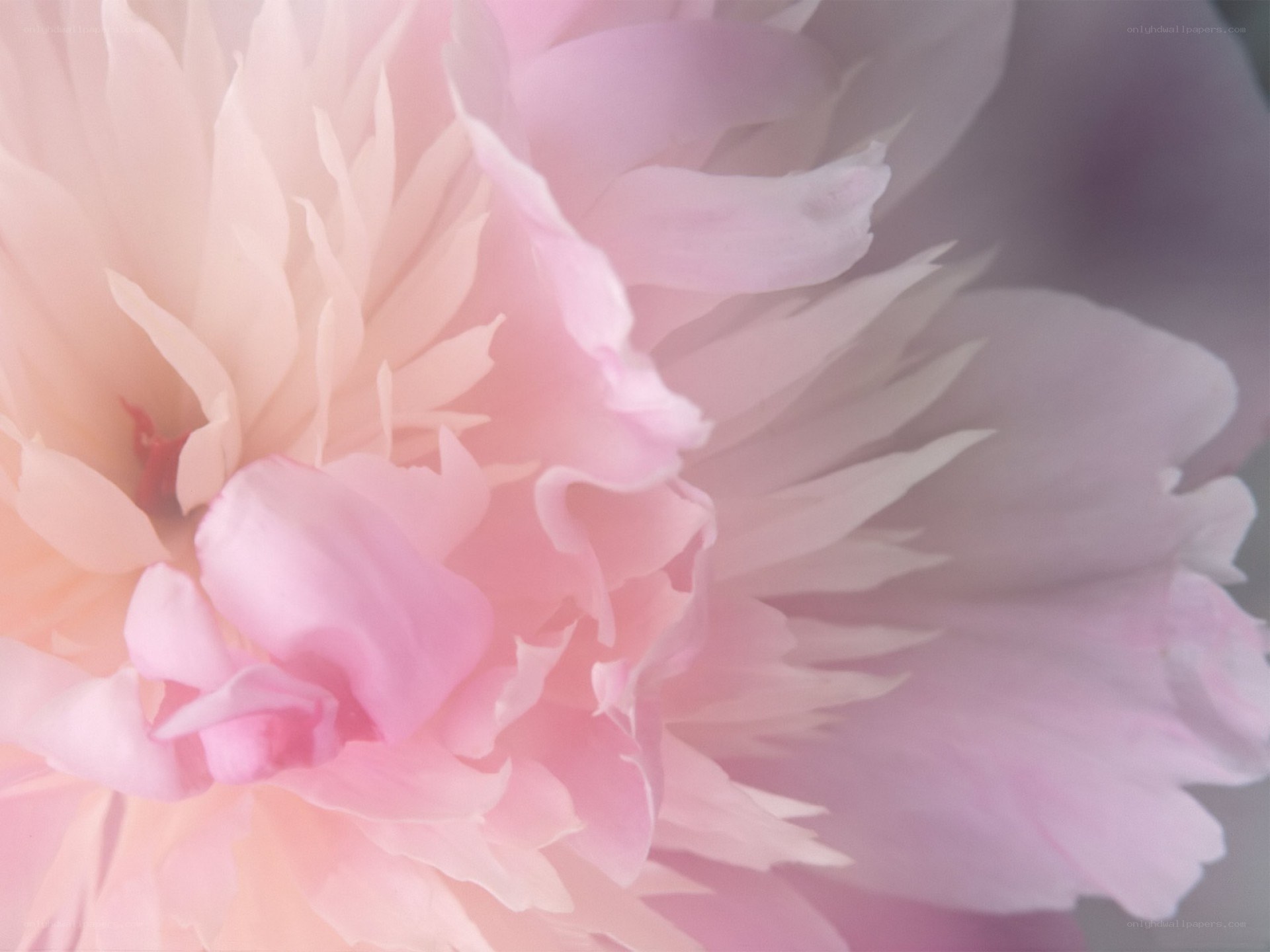 soft pink peony flower