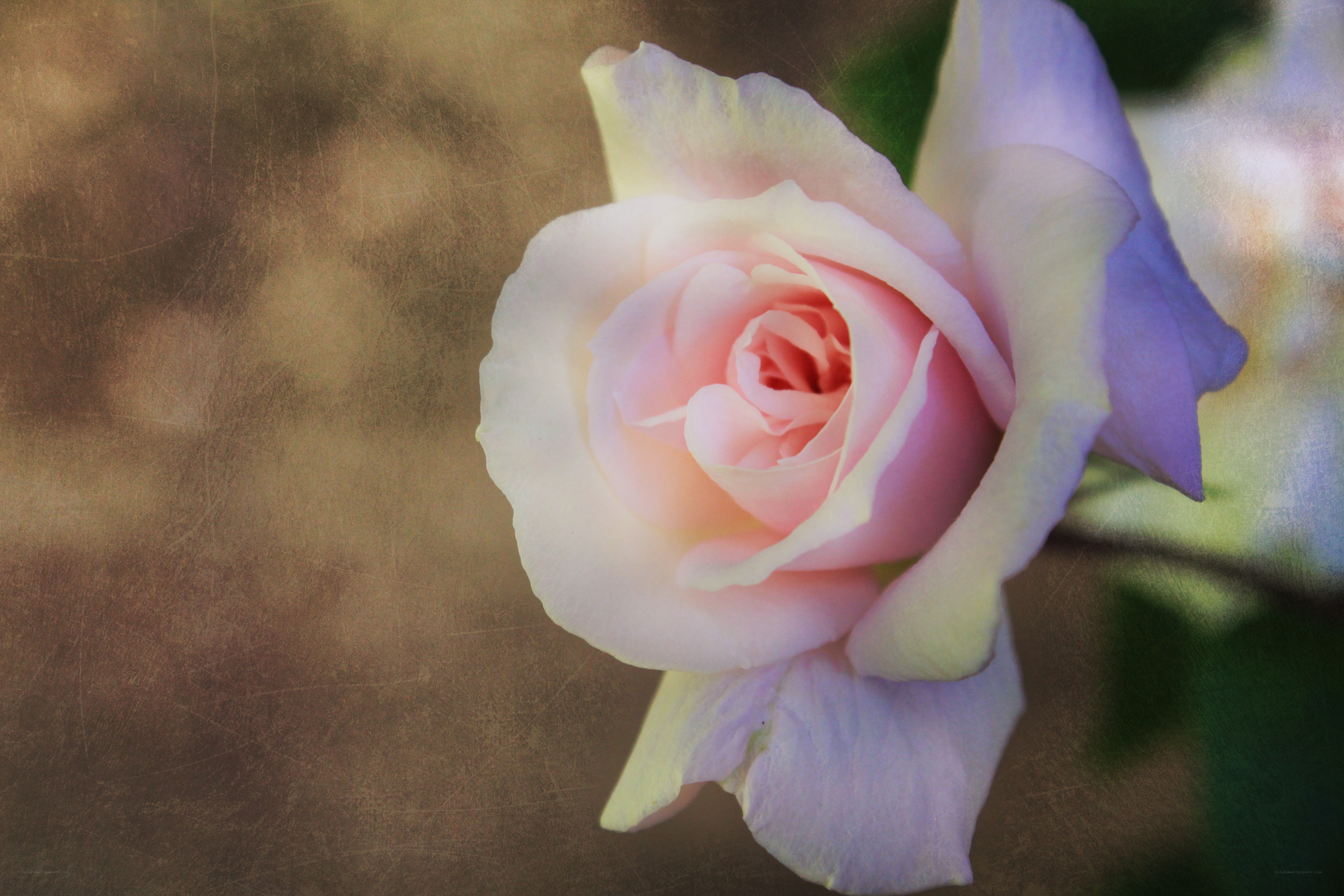 soft pink rose bloom
