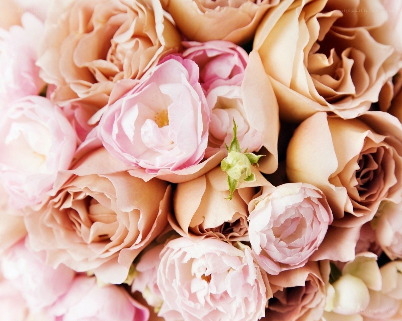 soft pink rose bouquet