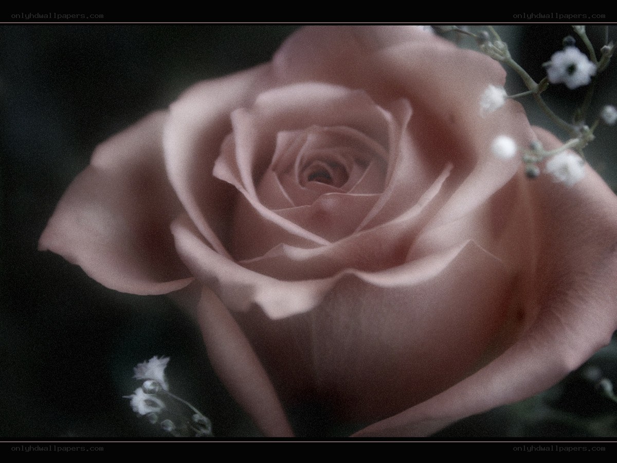 soft pink rose close-up