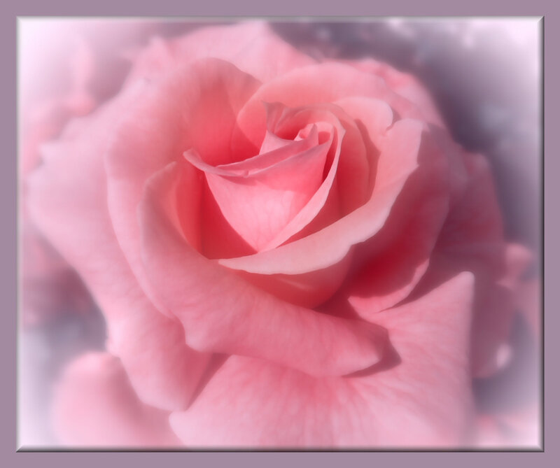 soft pink rose close-up