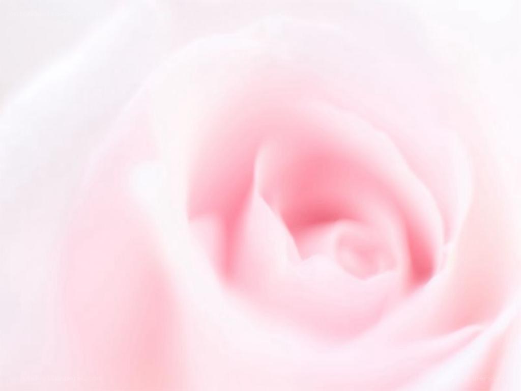 soft pink rose close-up
