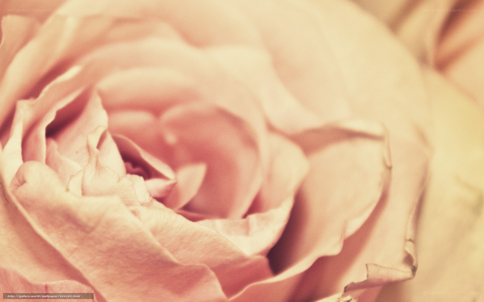 soft pink rose close-up
