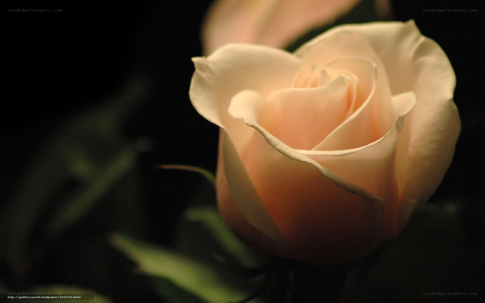 soft pink rose in darkness