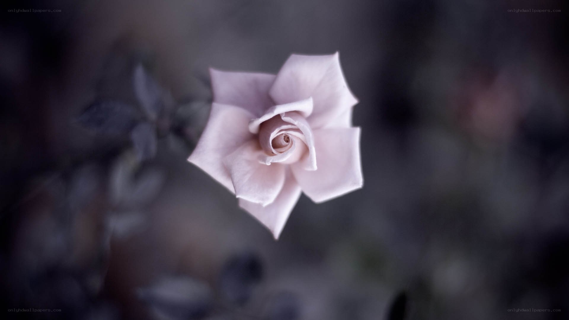 soft pink rose in focus