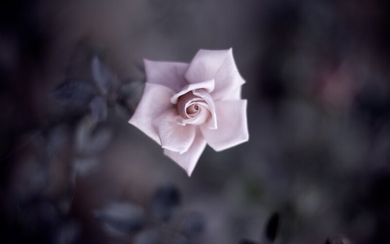 soft pink rose in focus