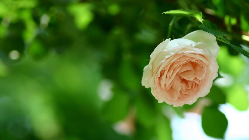 soft pink rose in garden