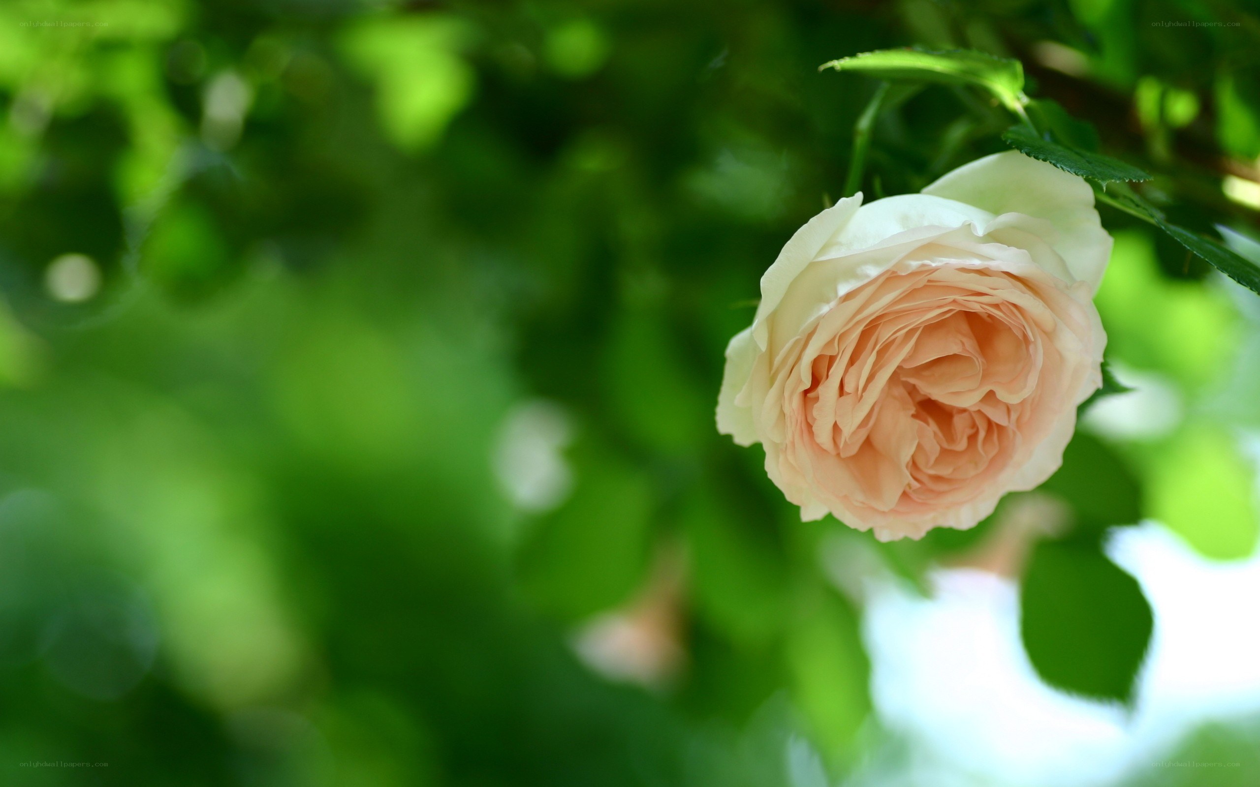 soft pink rose in garden