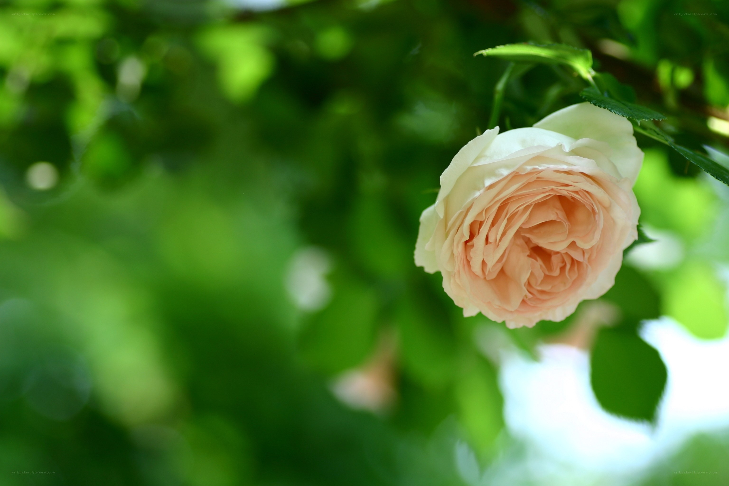 soft pink rose in green foliage