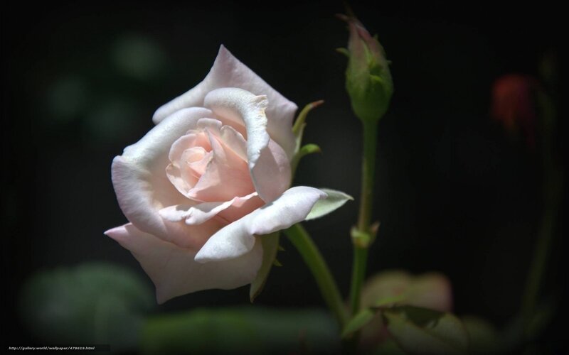 soft pink rose in shadow