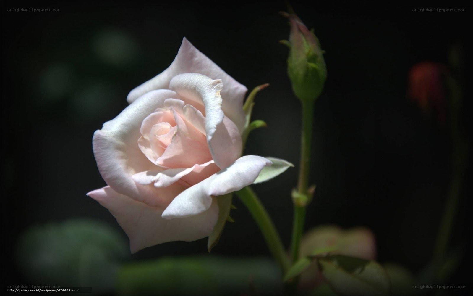 soft pink rose in shadow