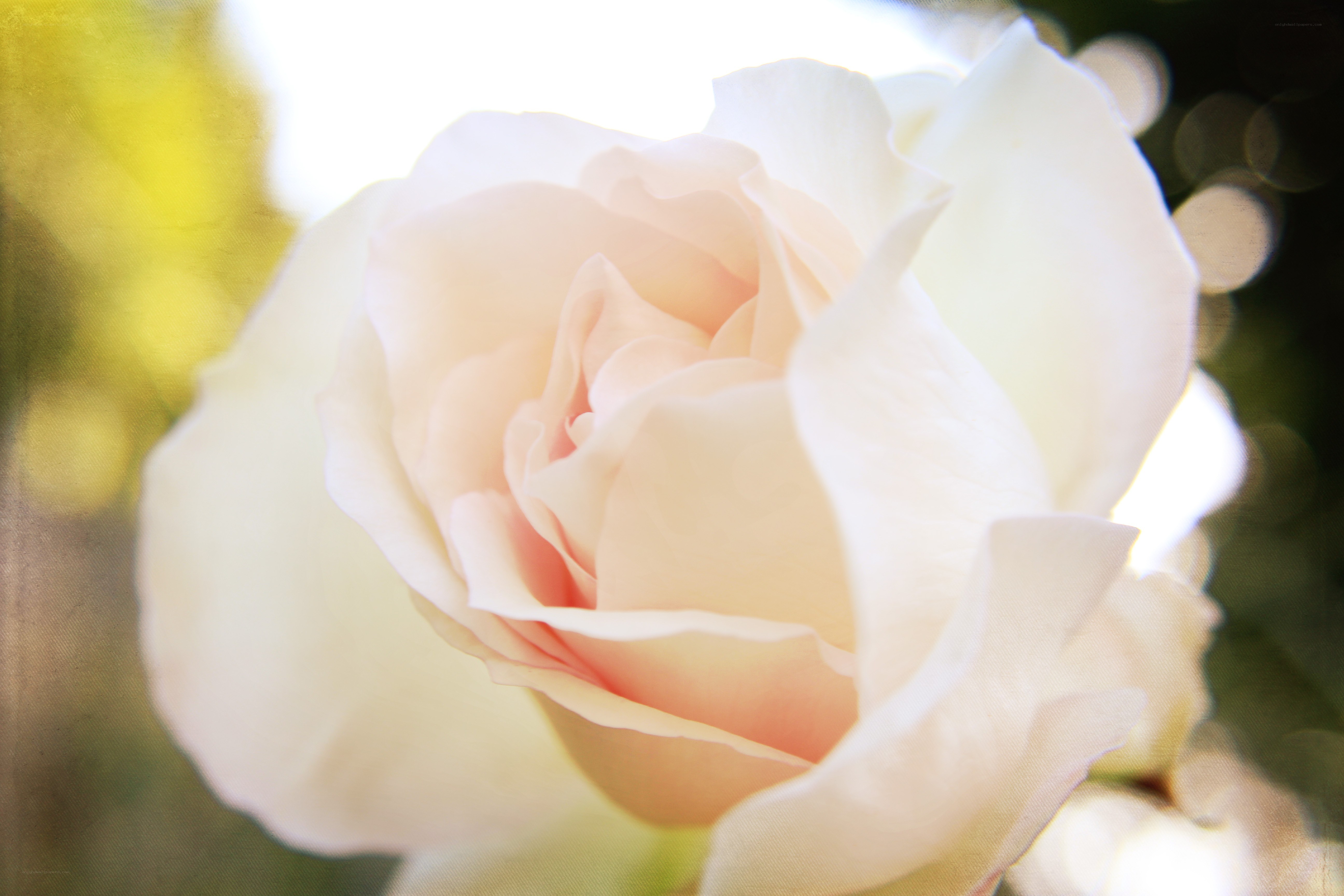 soft pink rose in sunlight