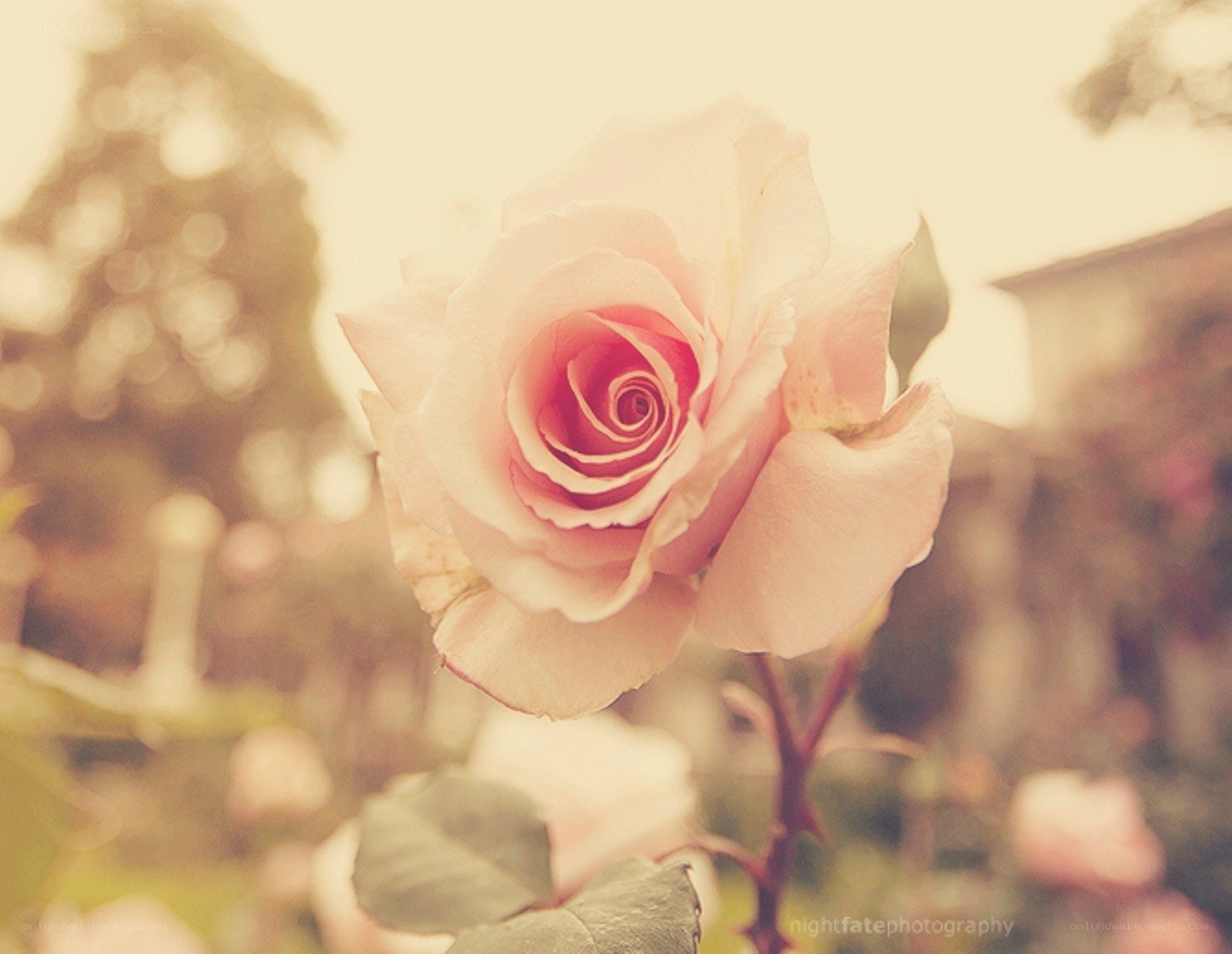 soft pink rose in sunlight