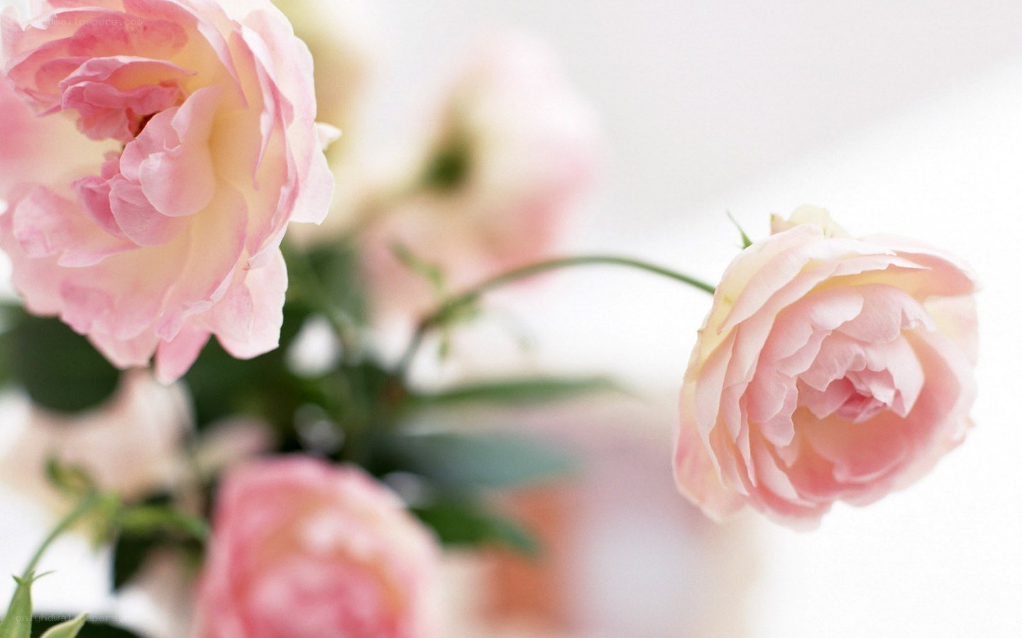 soft pink roses in bloom