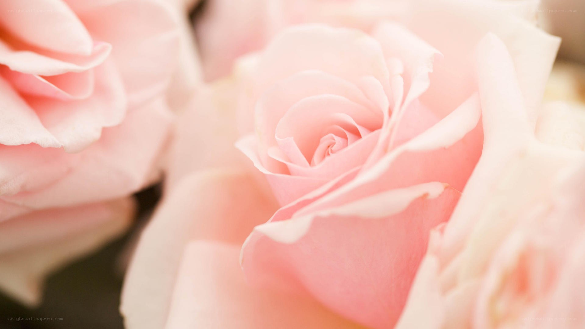 soft pink roses in bloom