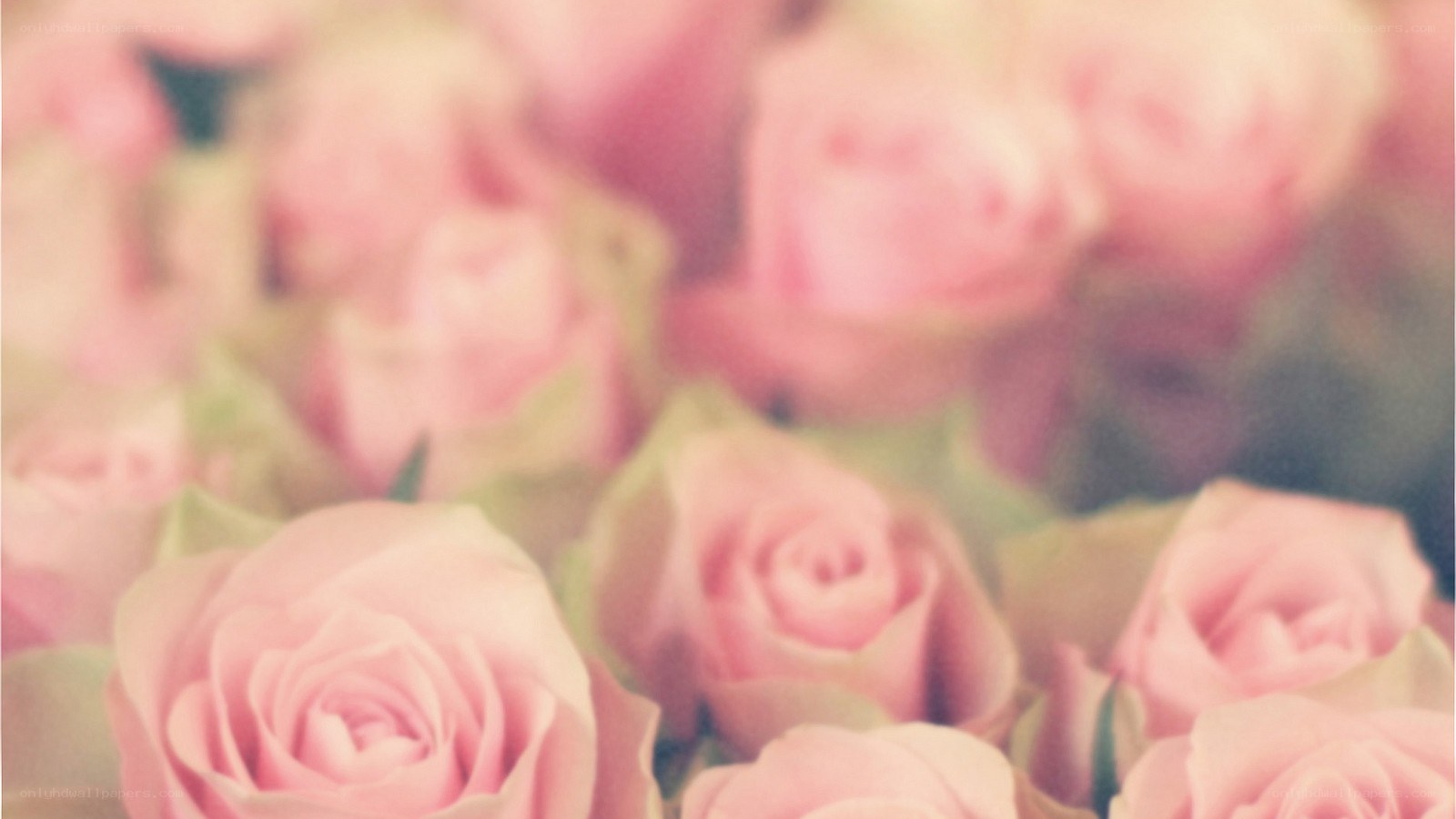 soft pink roses in focus