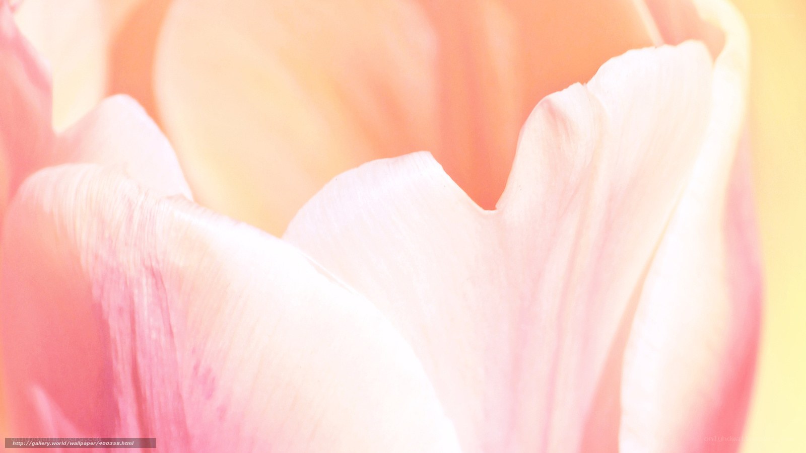 soft pink tulip petals