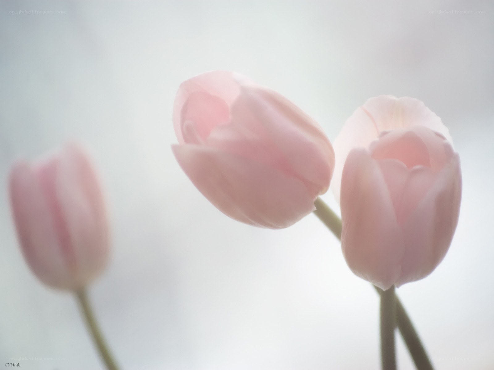 Soft pink tulips in bloom