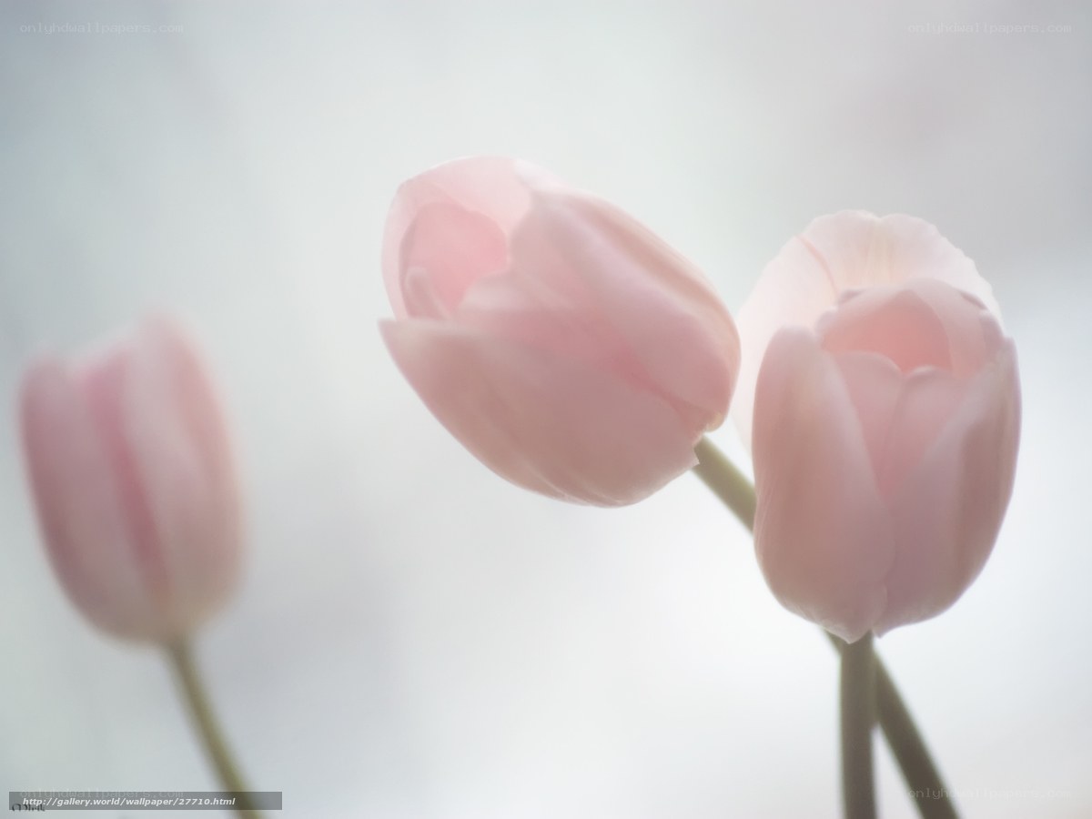 Soft pink tulips in bloom