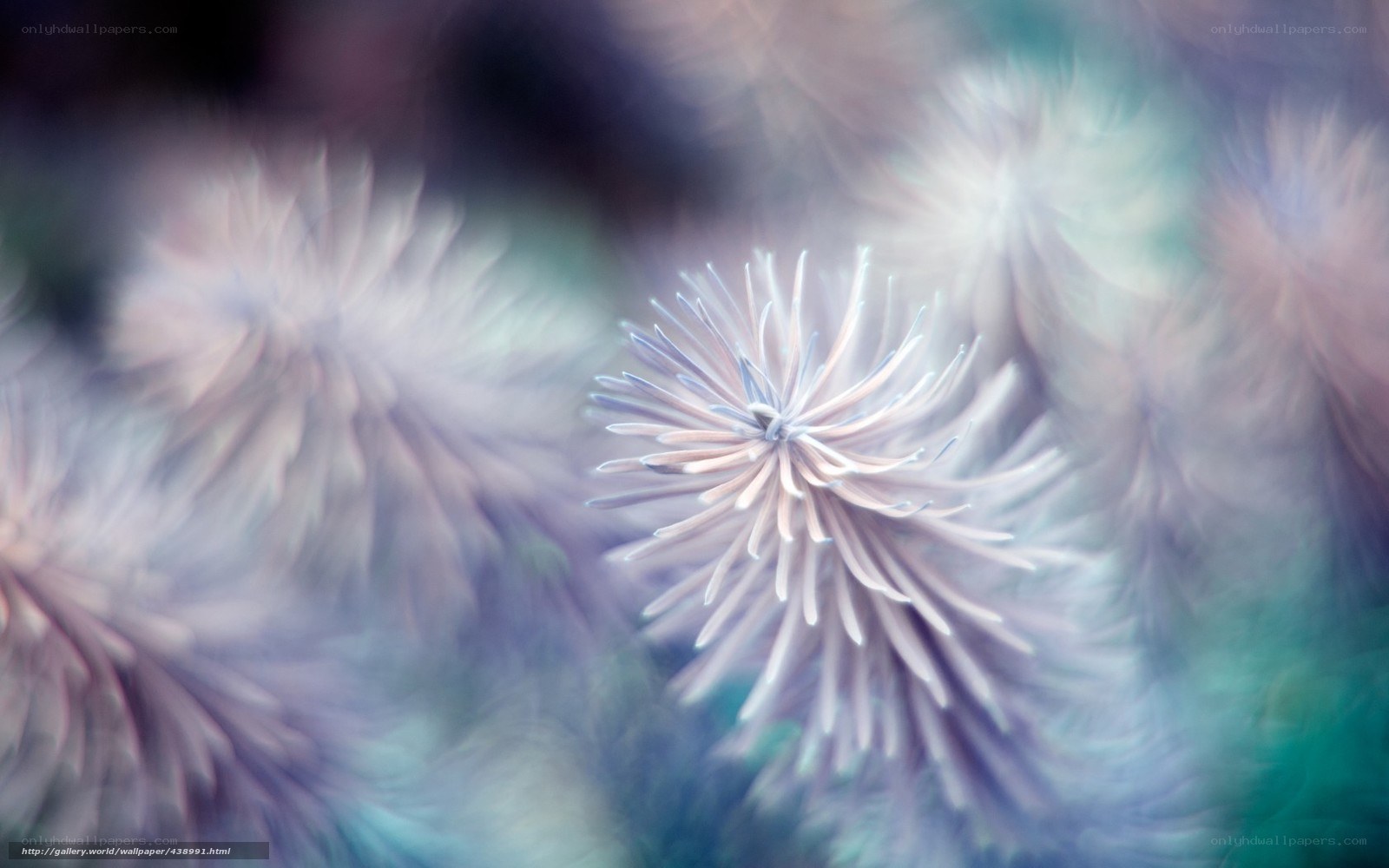Soft purple flower close-up