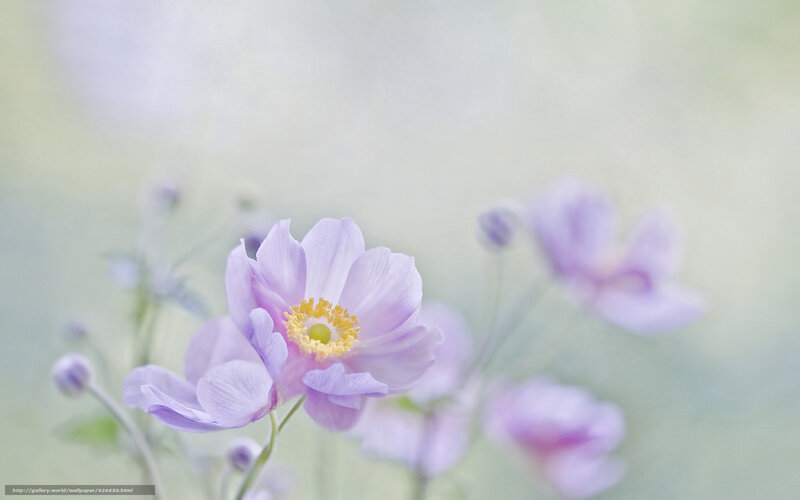 soft purple flower in bloom