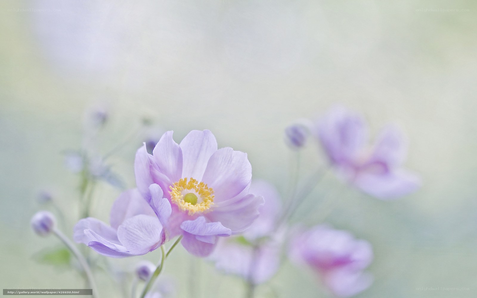 soft purple flower in bloom