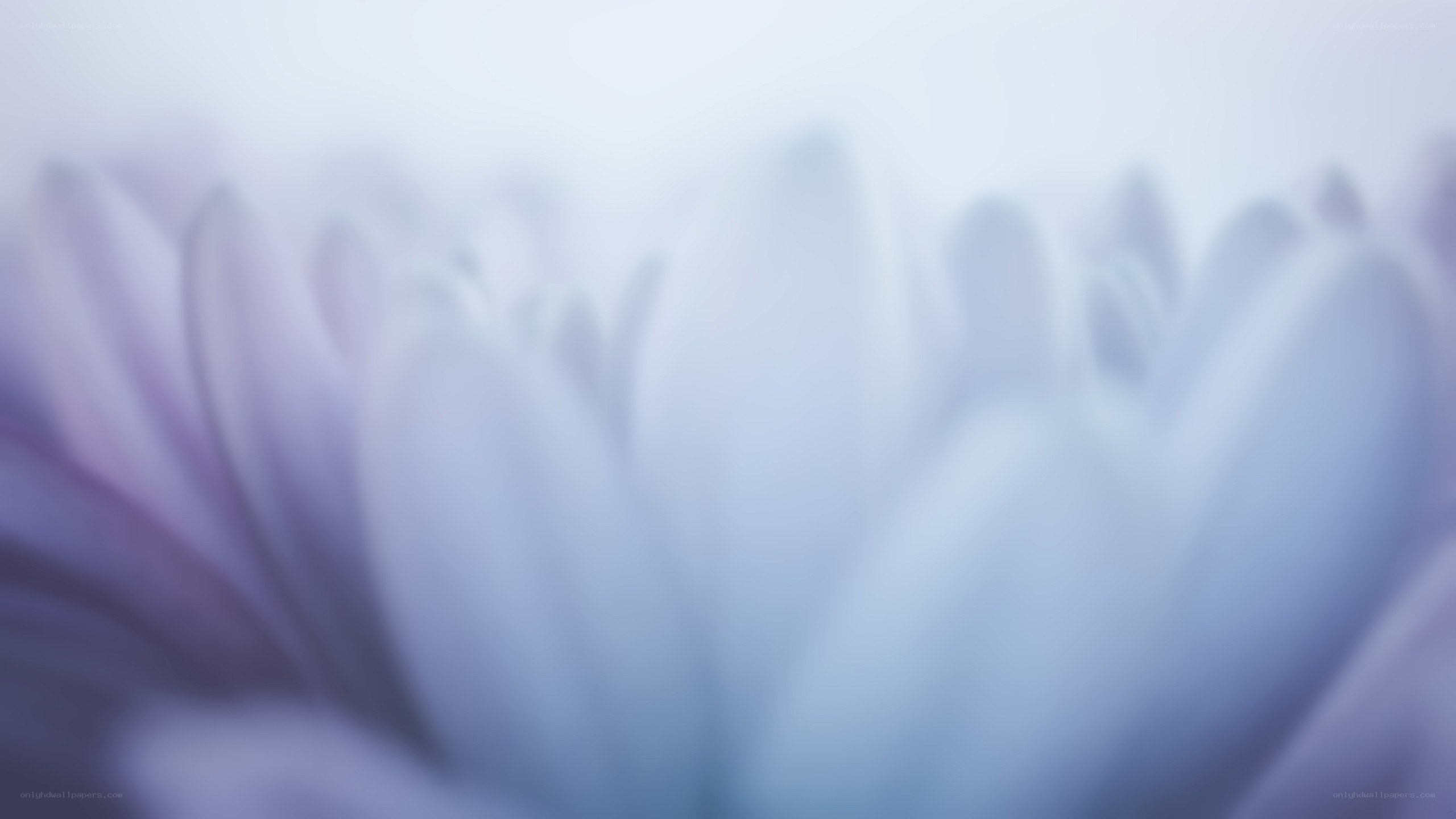 soft purple flower petals