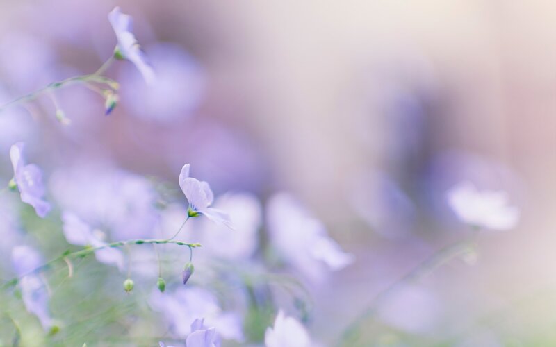 Soft purple flowers in focus