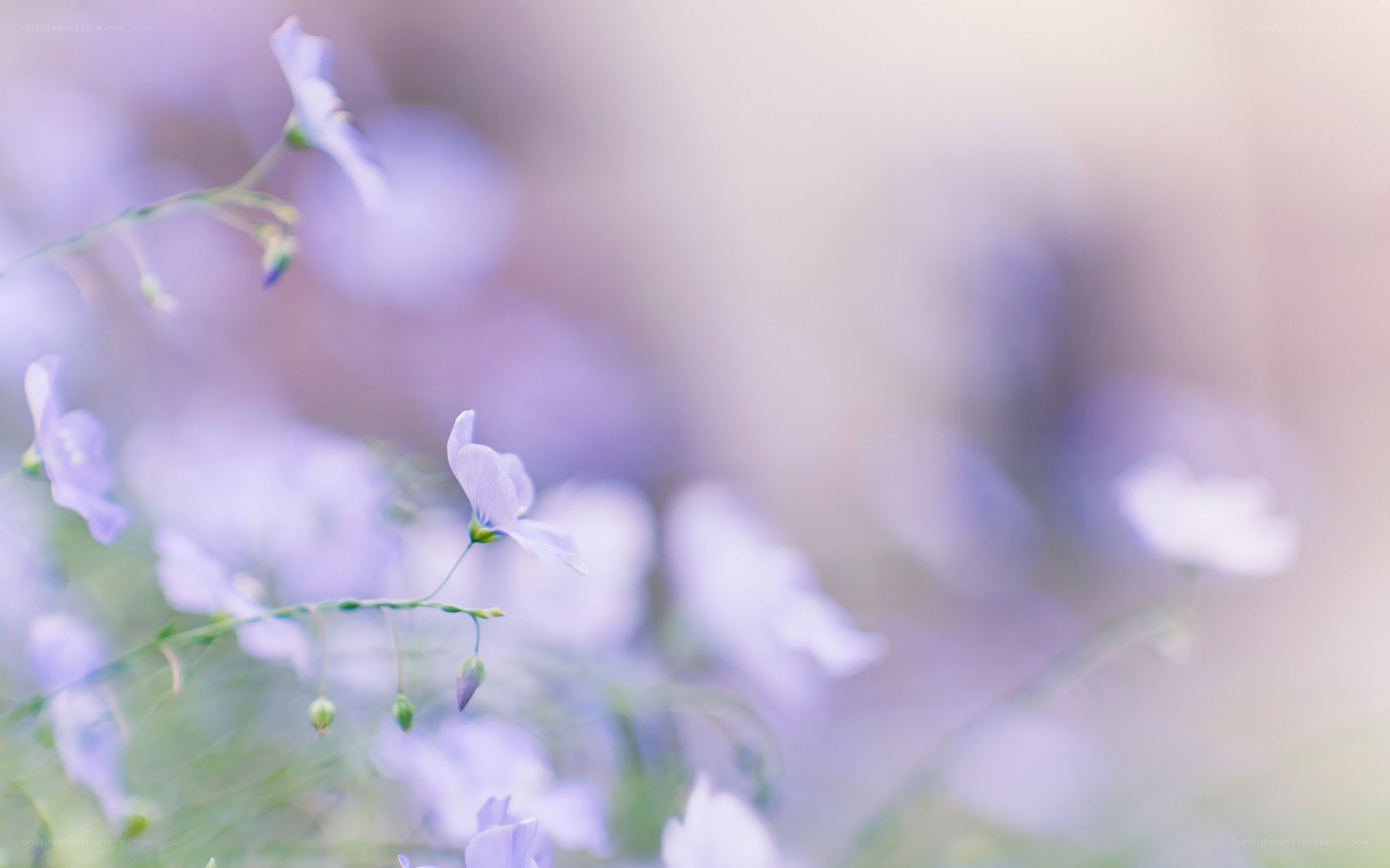 Soft purple flowers in focus