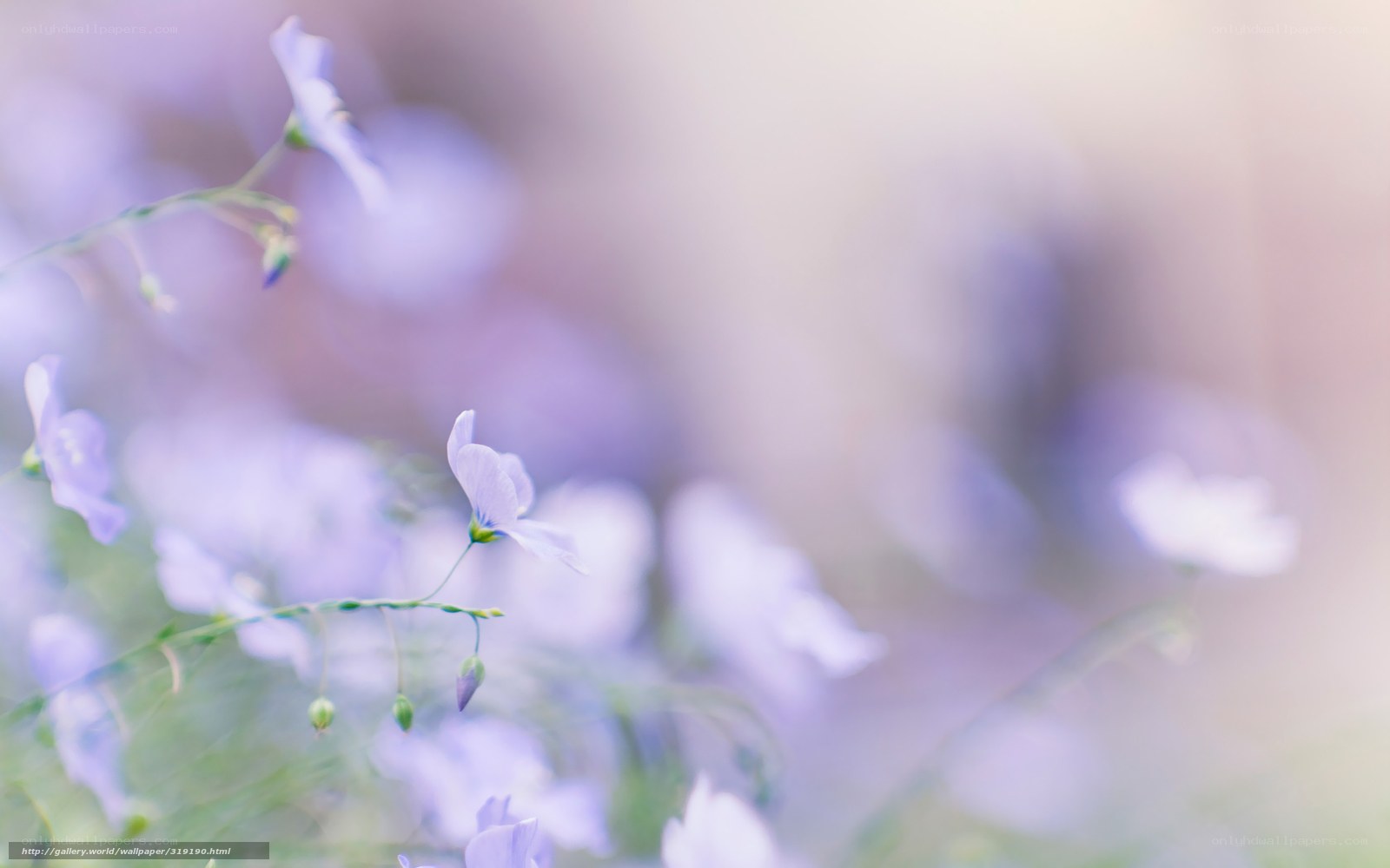 Soft purple flowers in focus